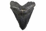 Fossil Megalodon Tooth - South Carolina #306310-1